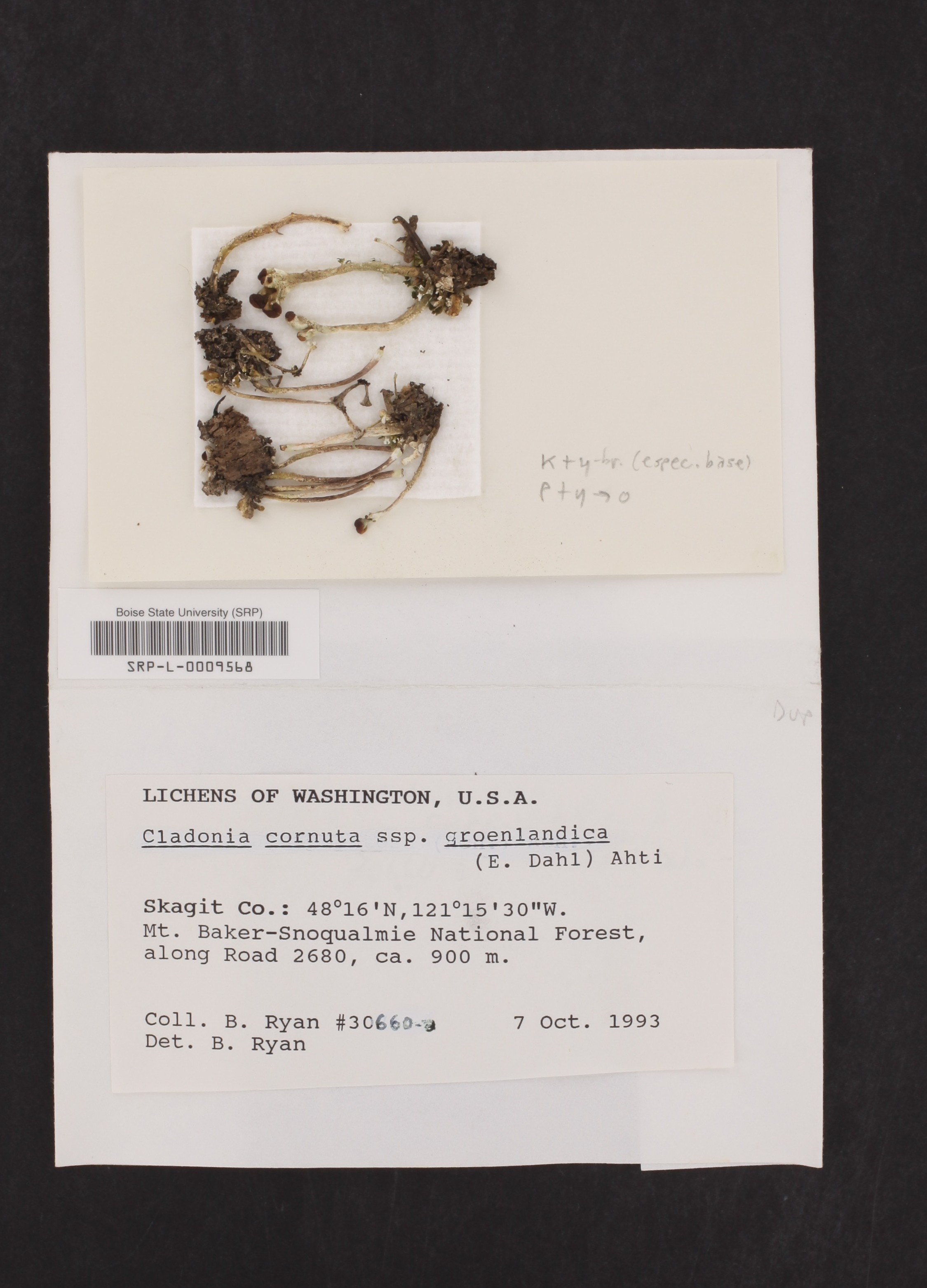Cladonia cornuta subsp. groenlandica image