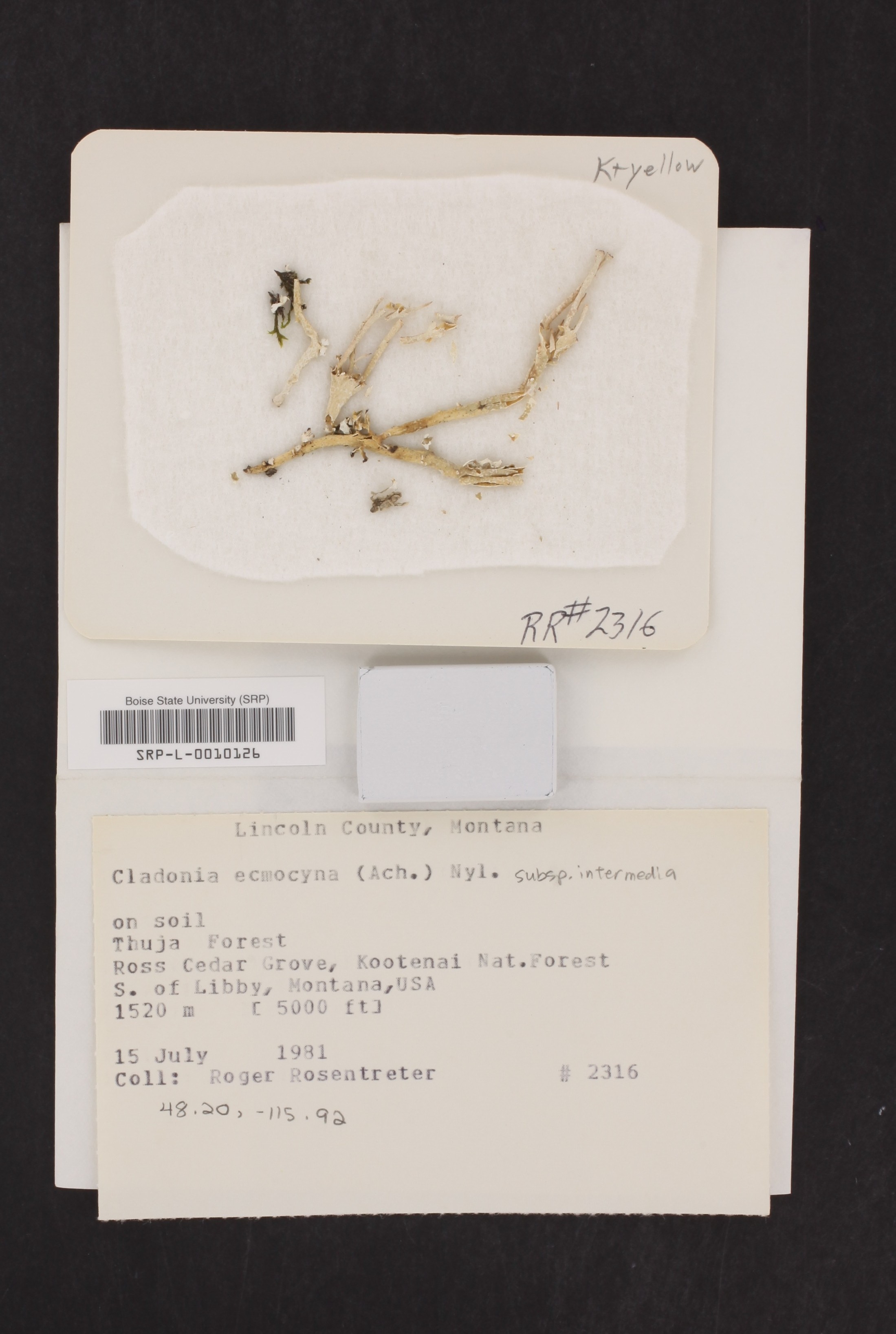 Cladonia ecmocyna subsp. intermedia image
