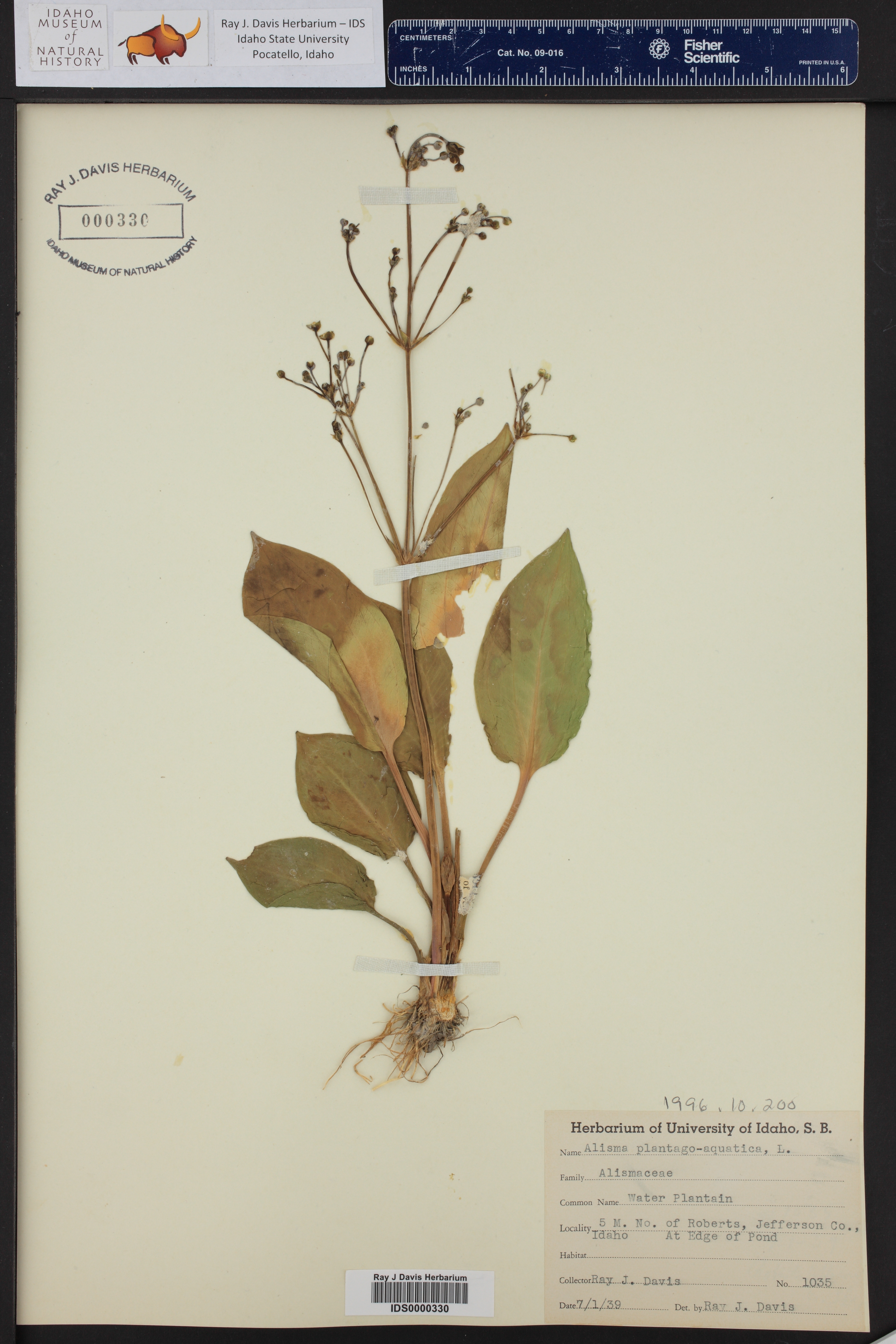 Alisma plantago-aquatica ()