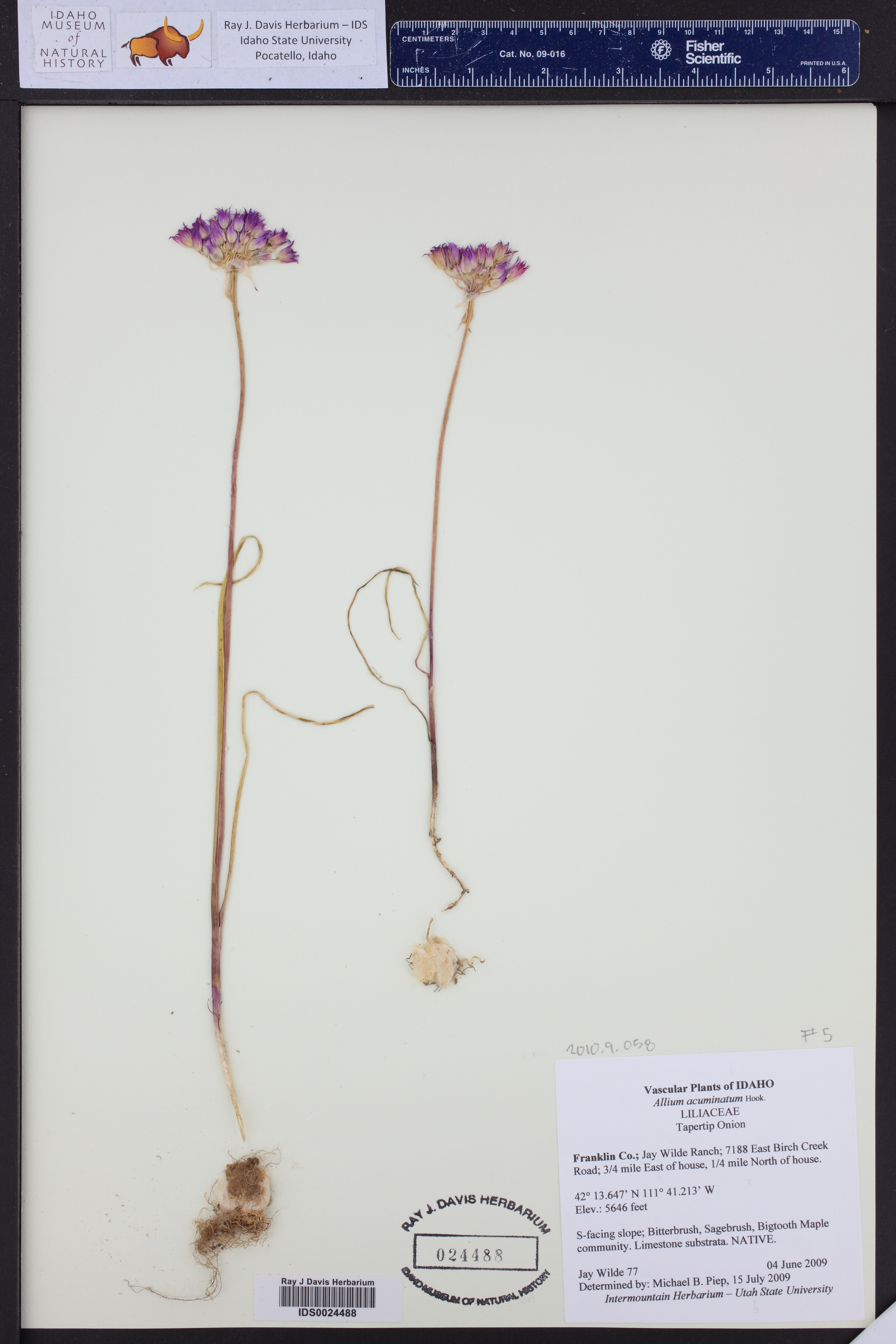 Allium acuminatum ()