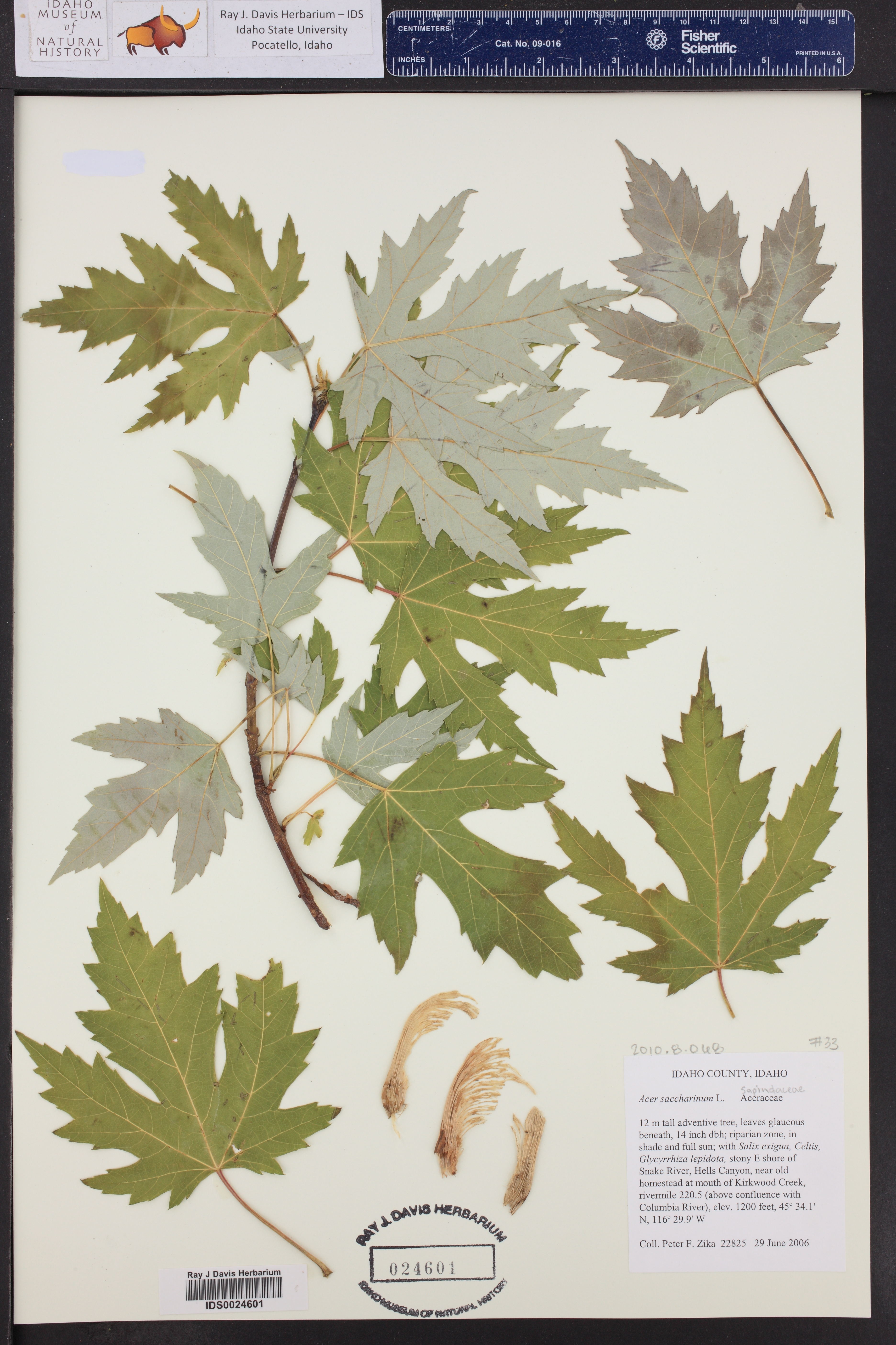 Acer saccharinum ()