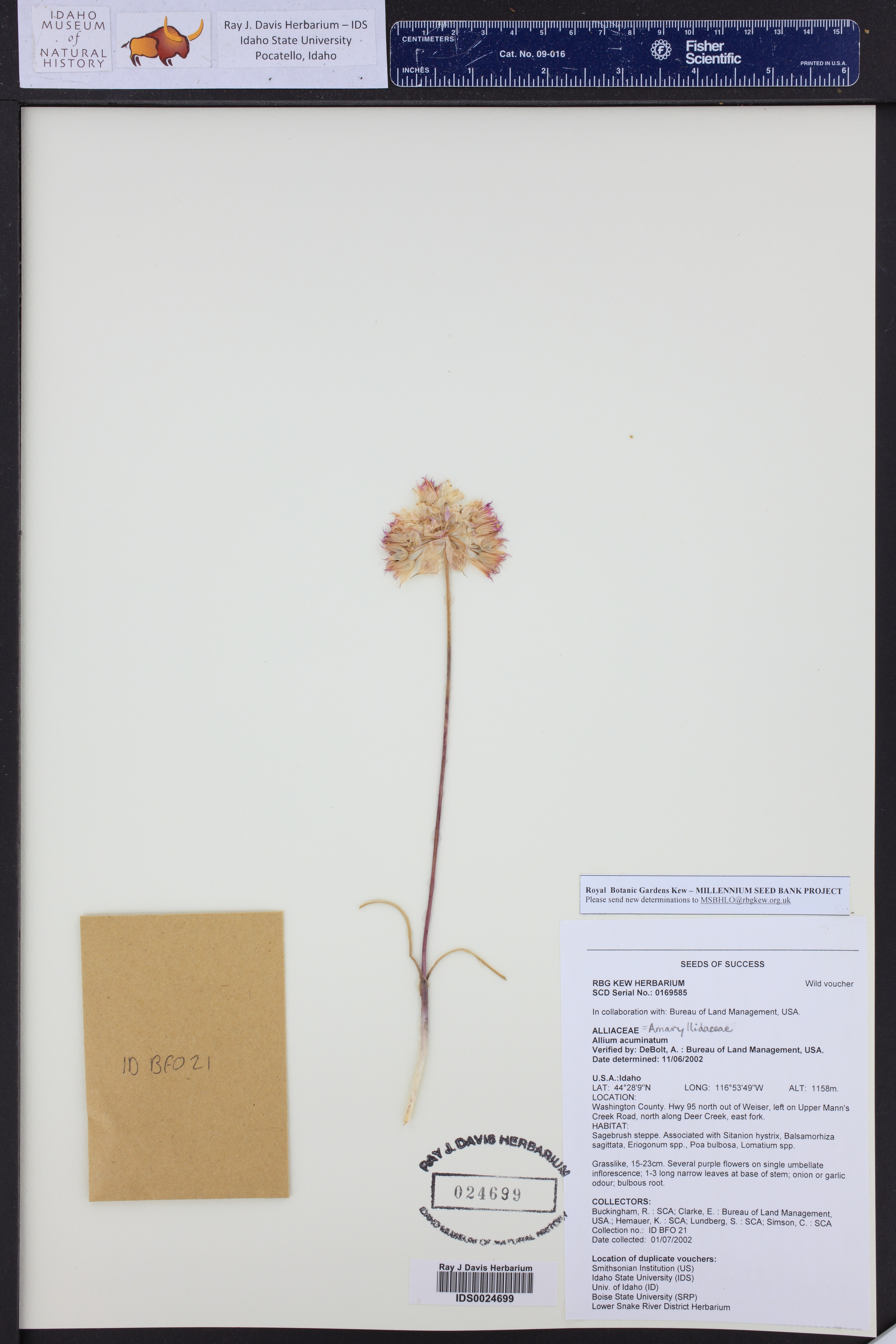 Allium acuminatum ()