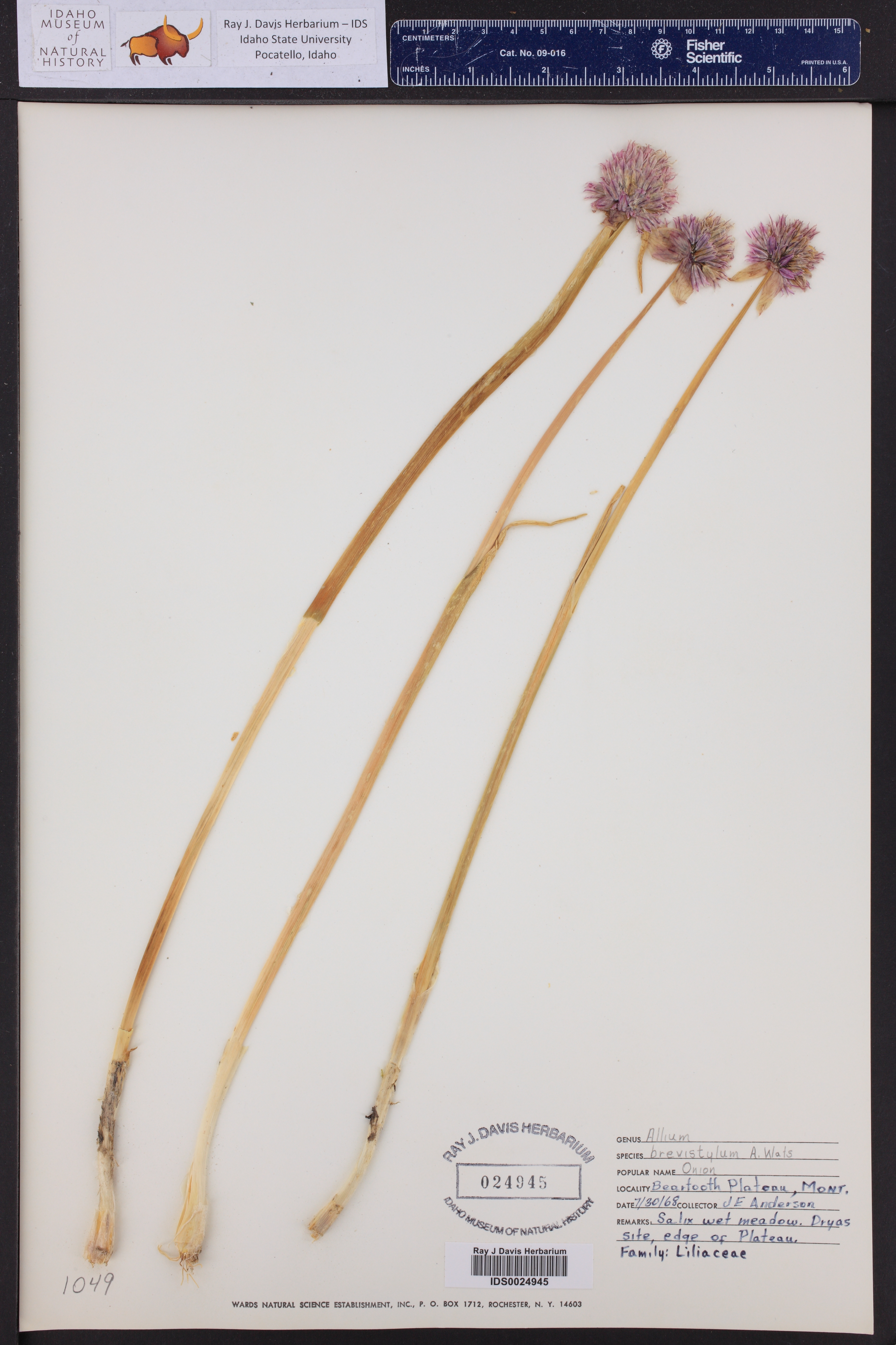 Allium brevistylum ()