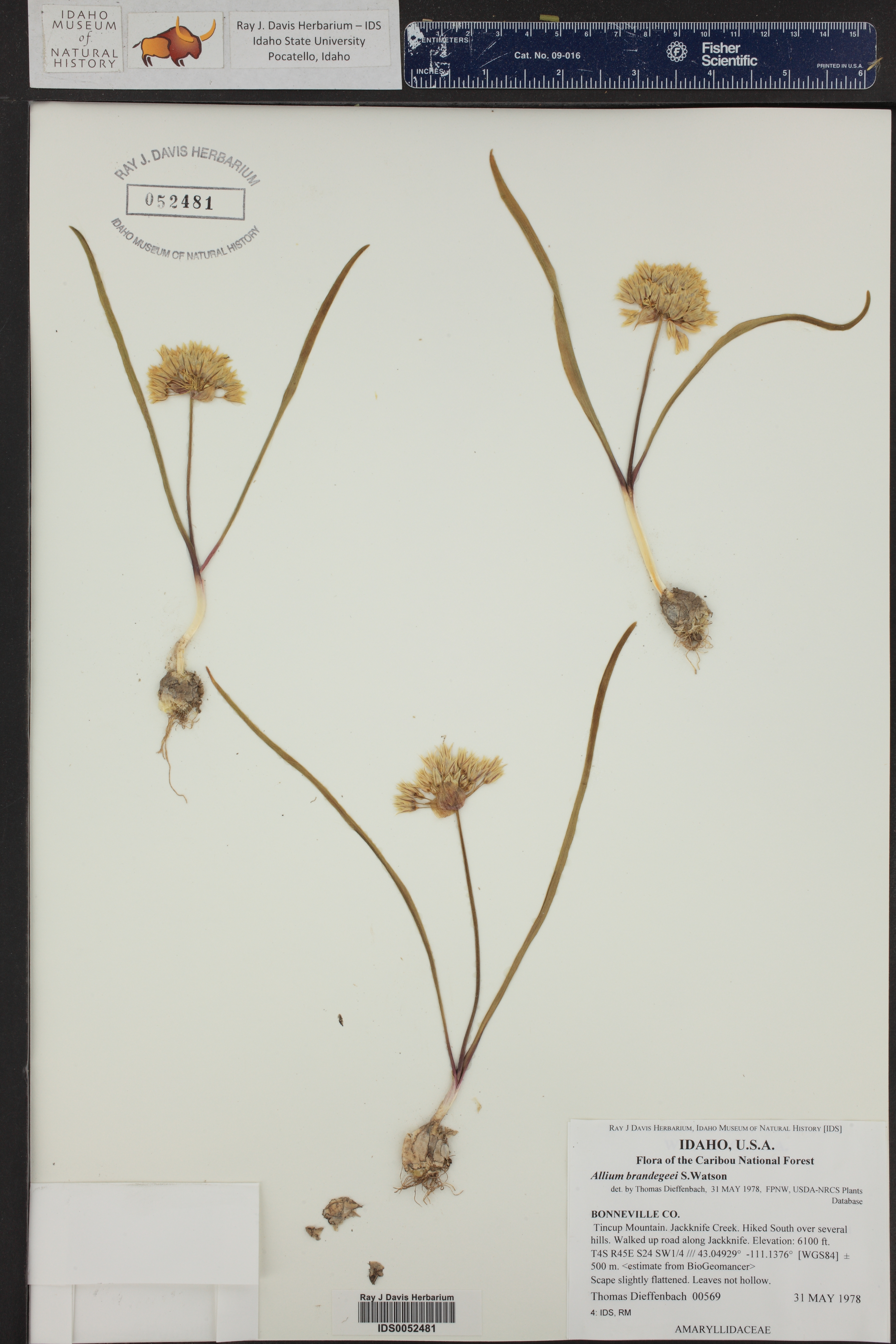 Allium brandegeei ()