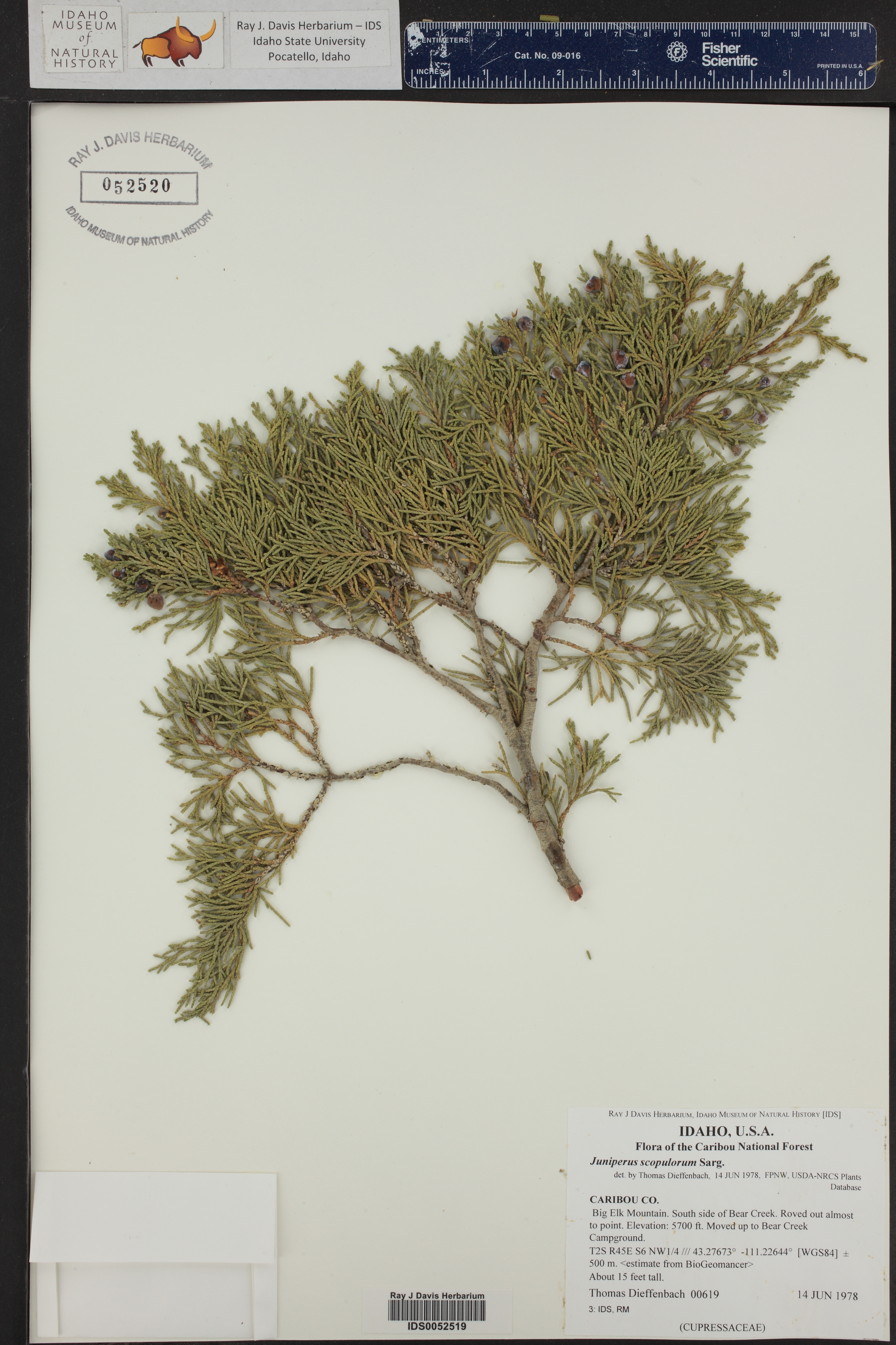 Juniperus scopulorum ()