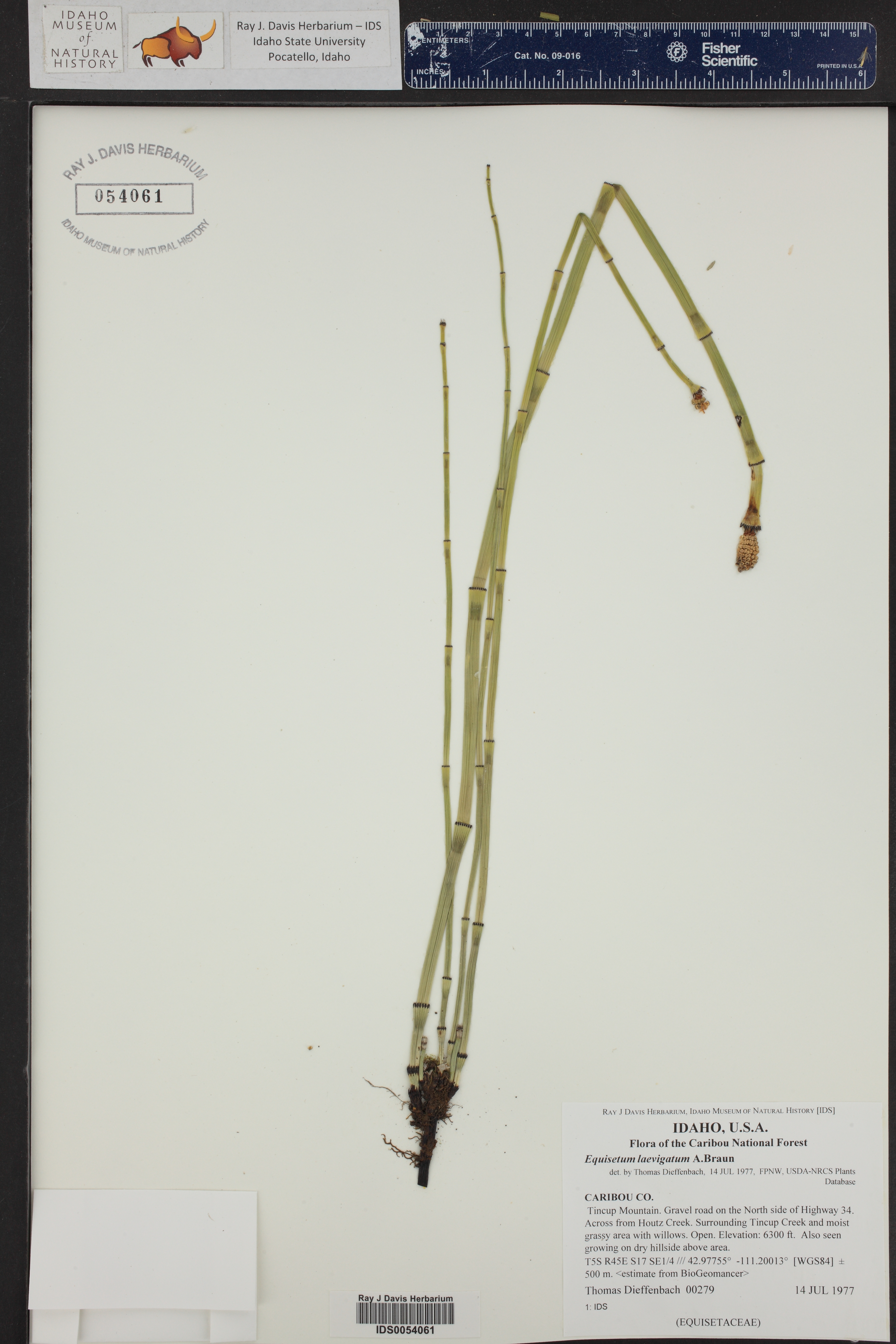 Equisetum laevigatum ()