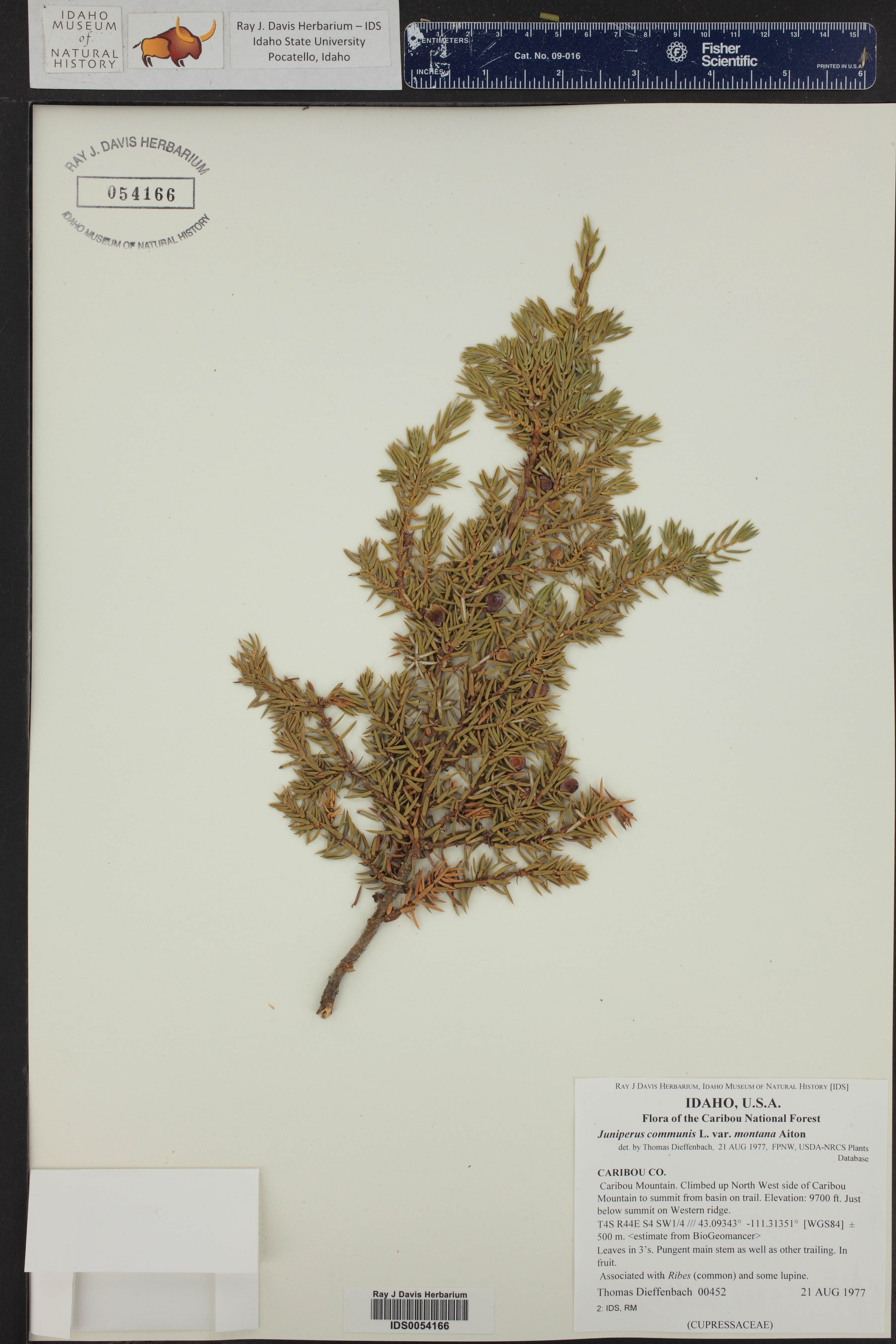 Juniperus communis var. kelleyi ()