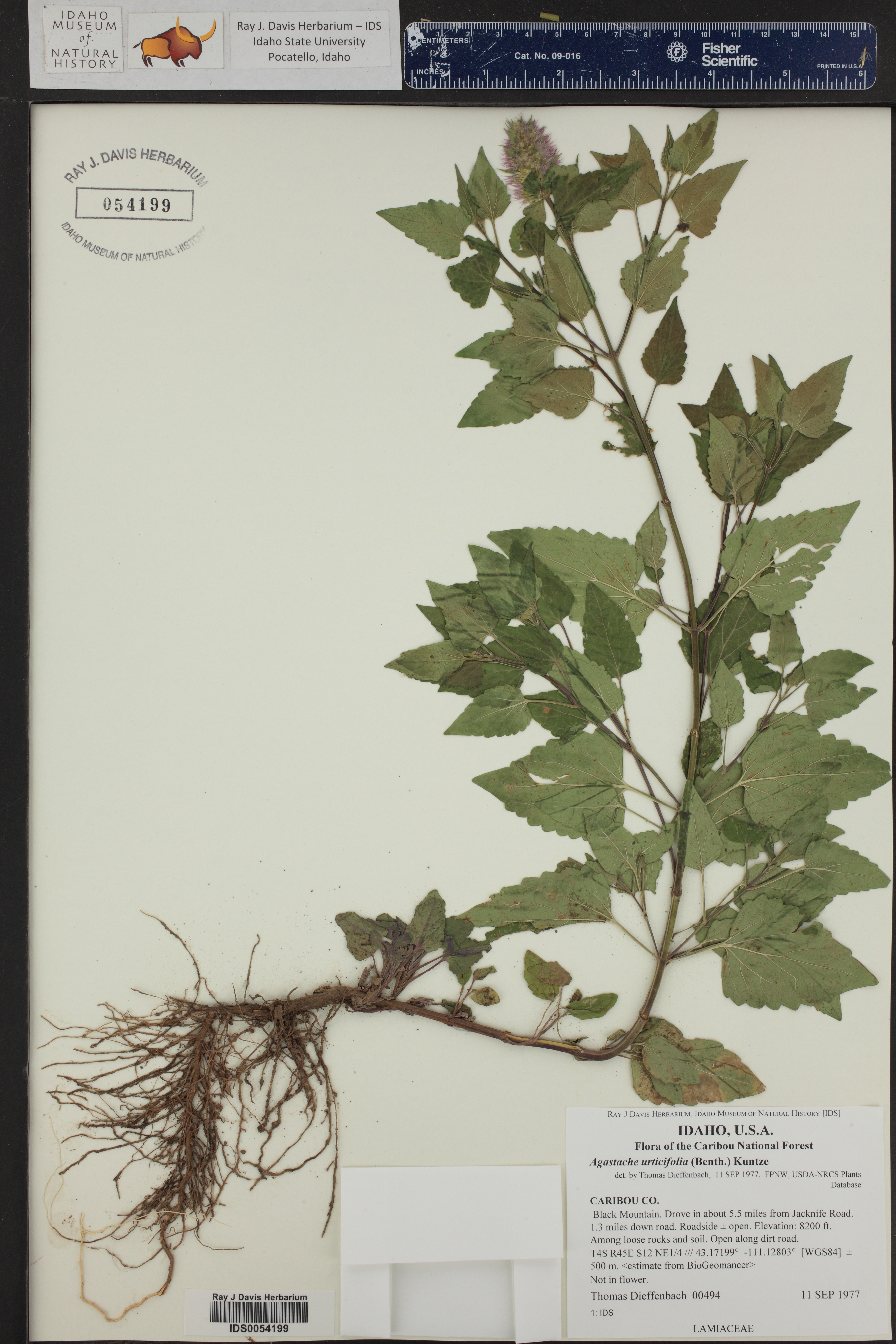 Agastache urticifolia ()