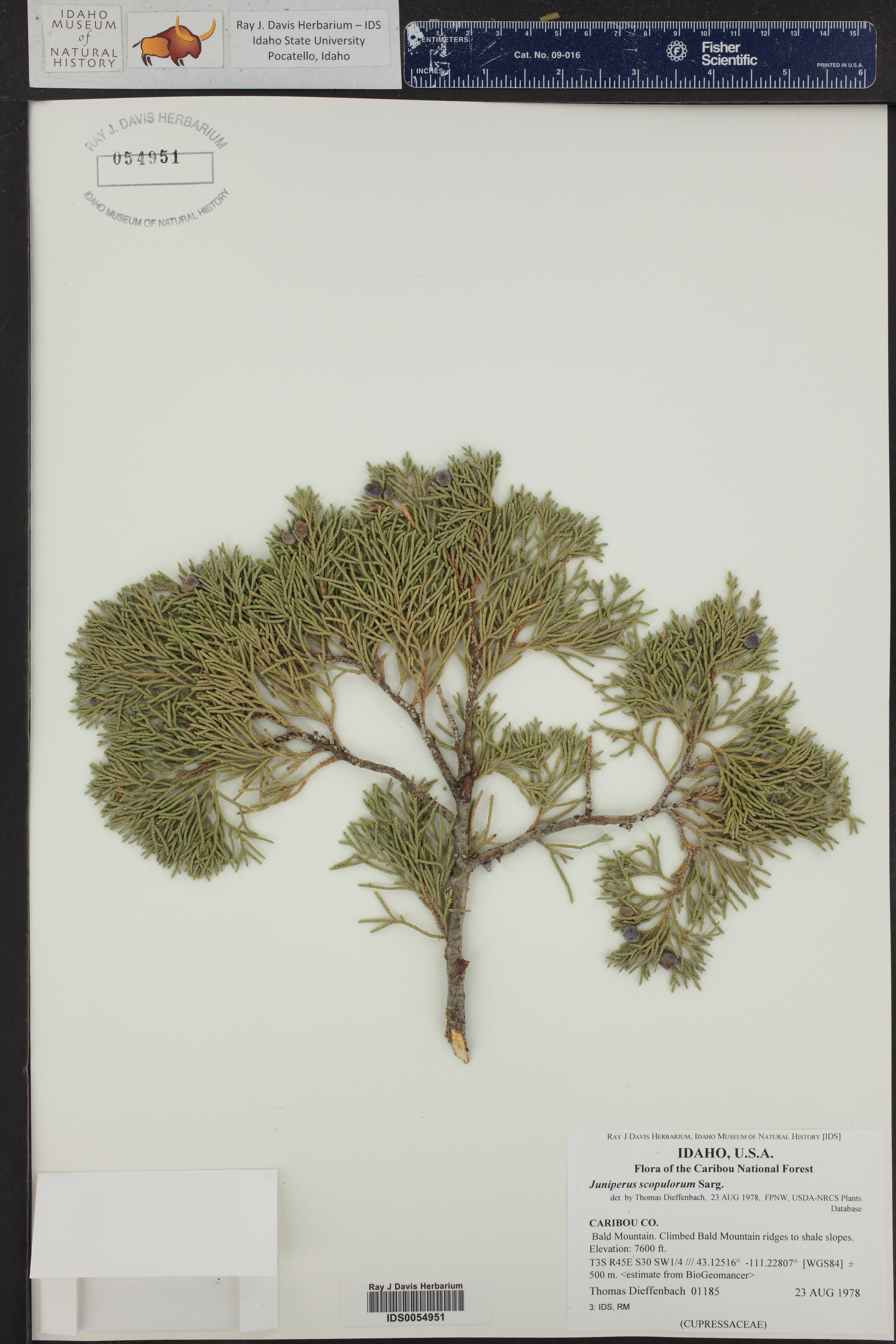 Juniperus scopulorum ()