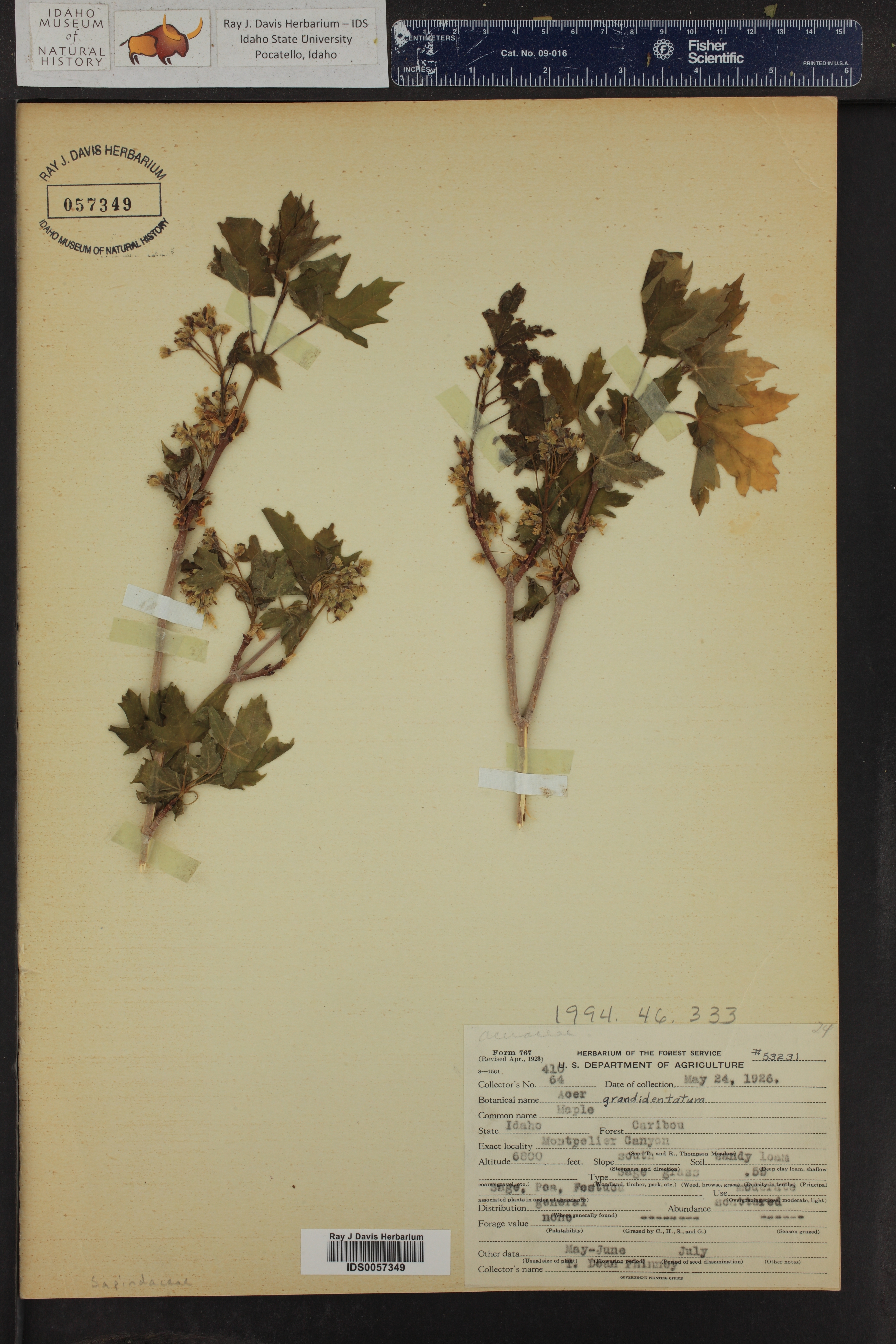 Acer grandidentatum ()