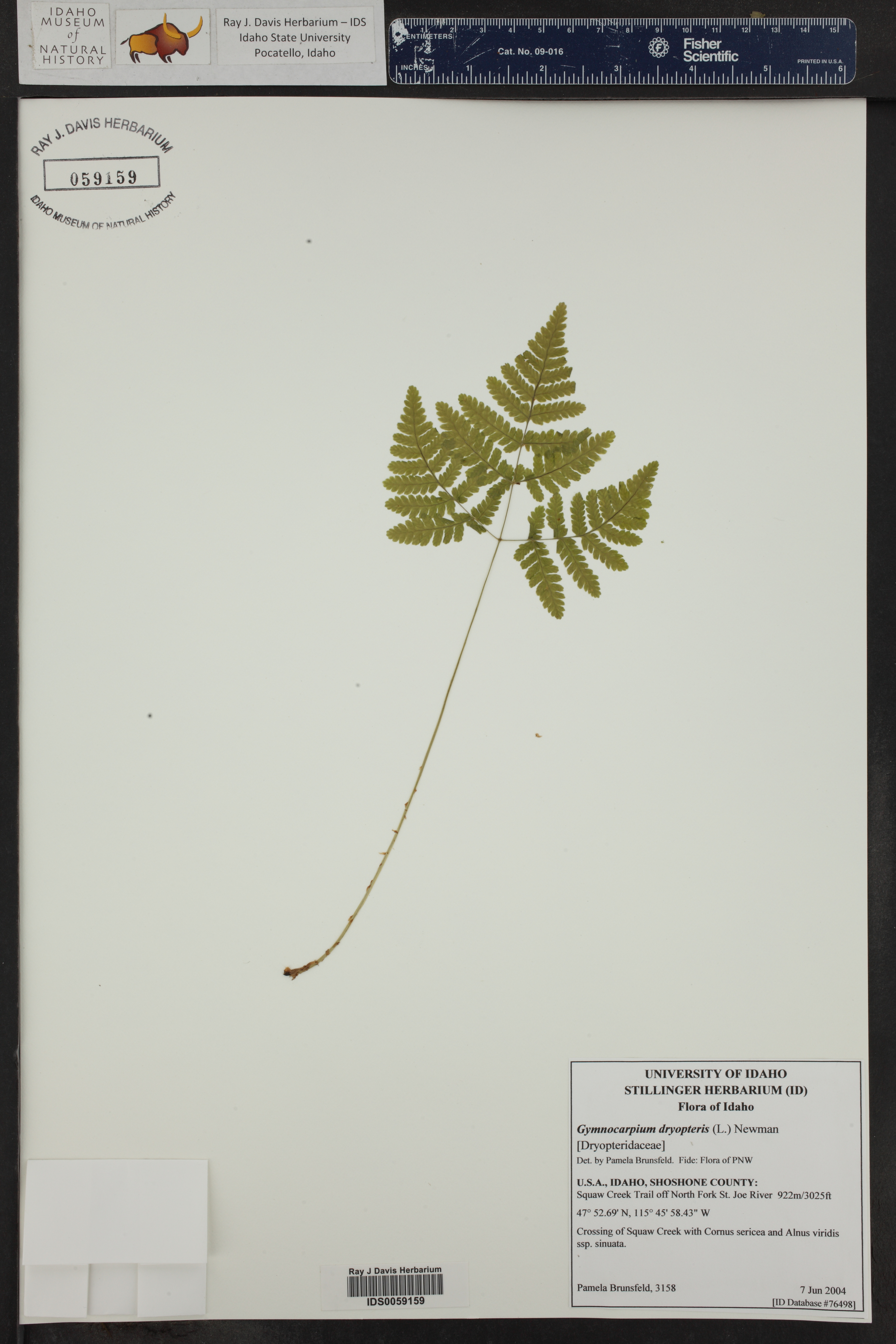 Gymnocarpium dryopteris ()