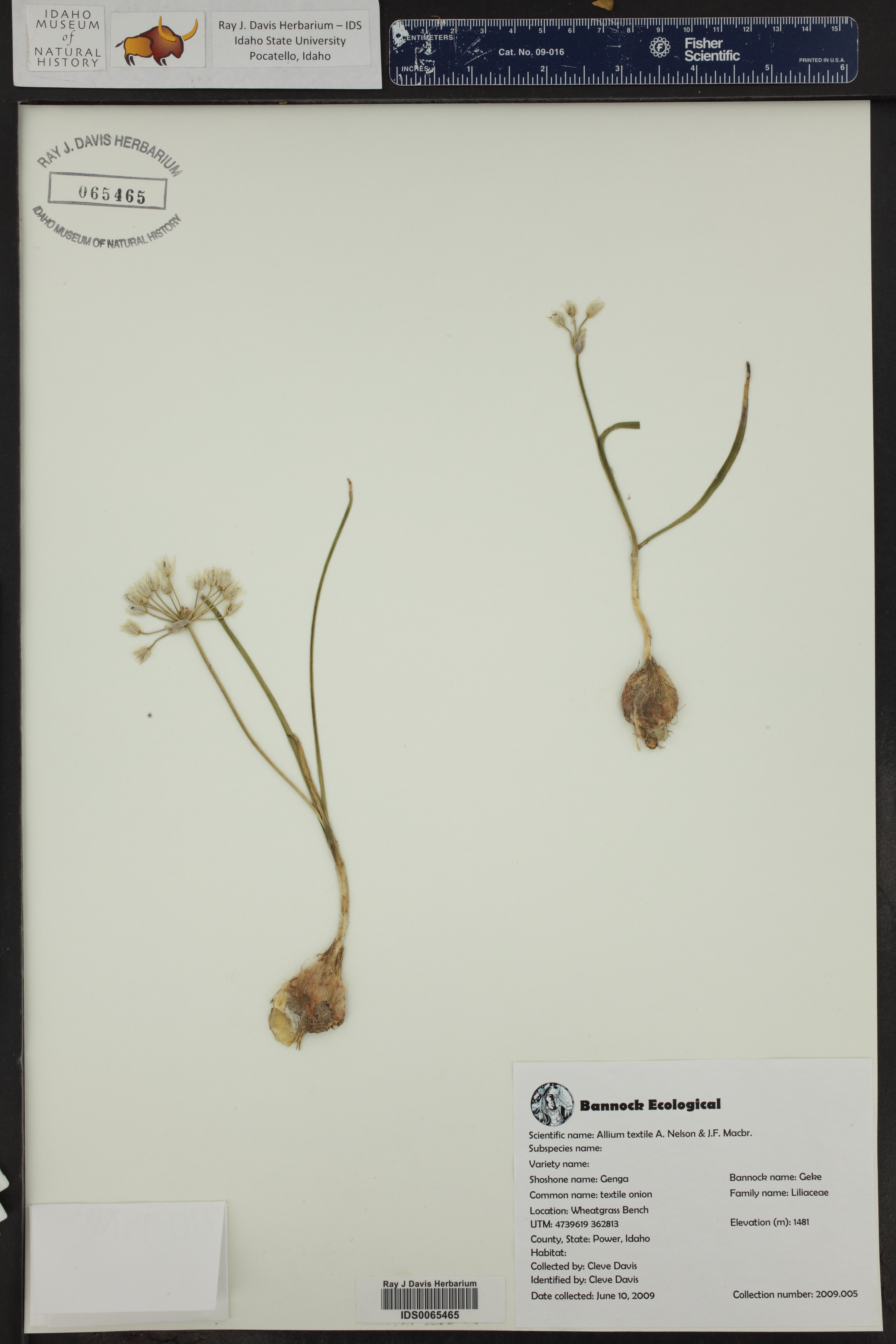 Allium textile ()