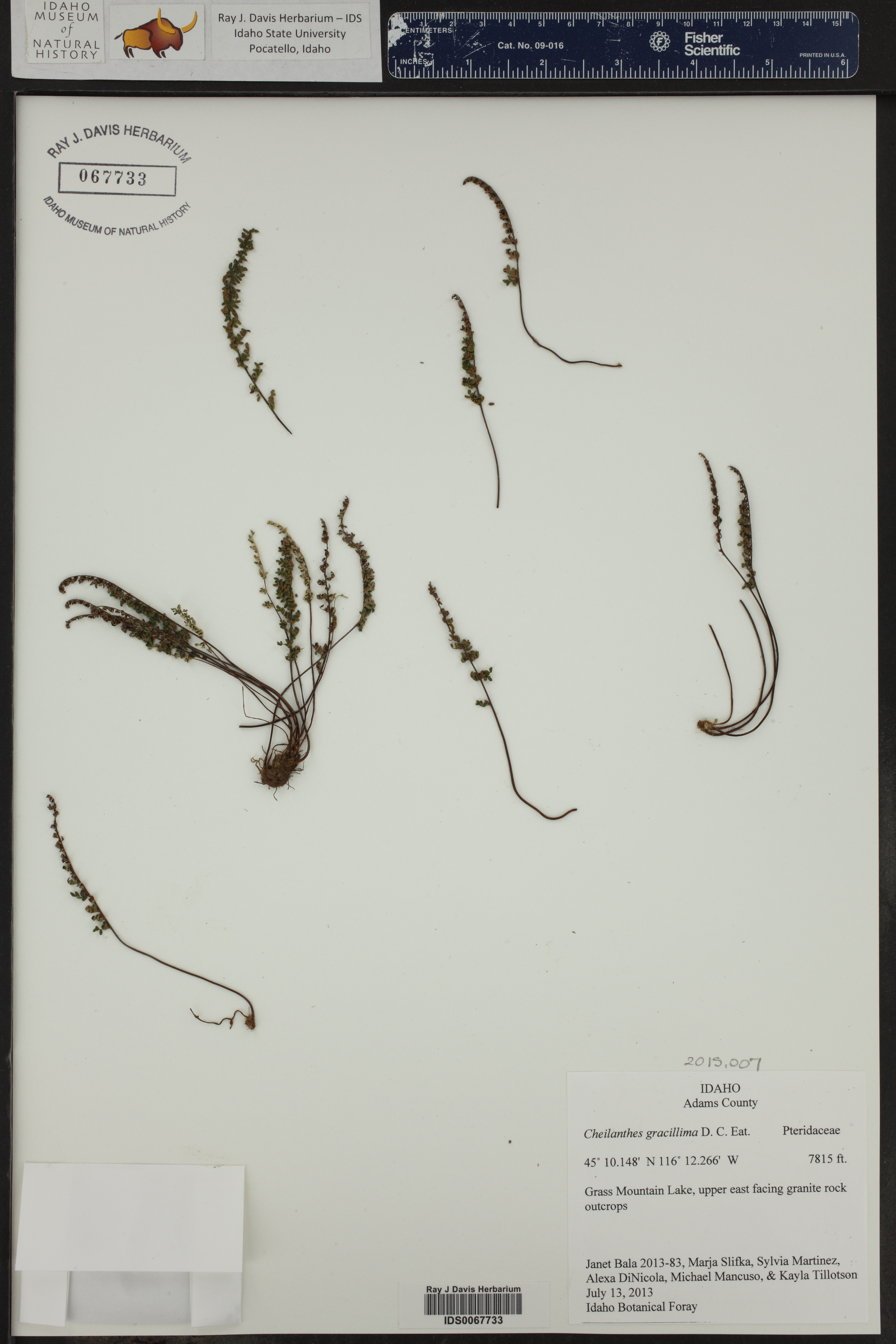 Myriopteris gracillima ()