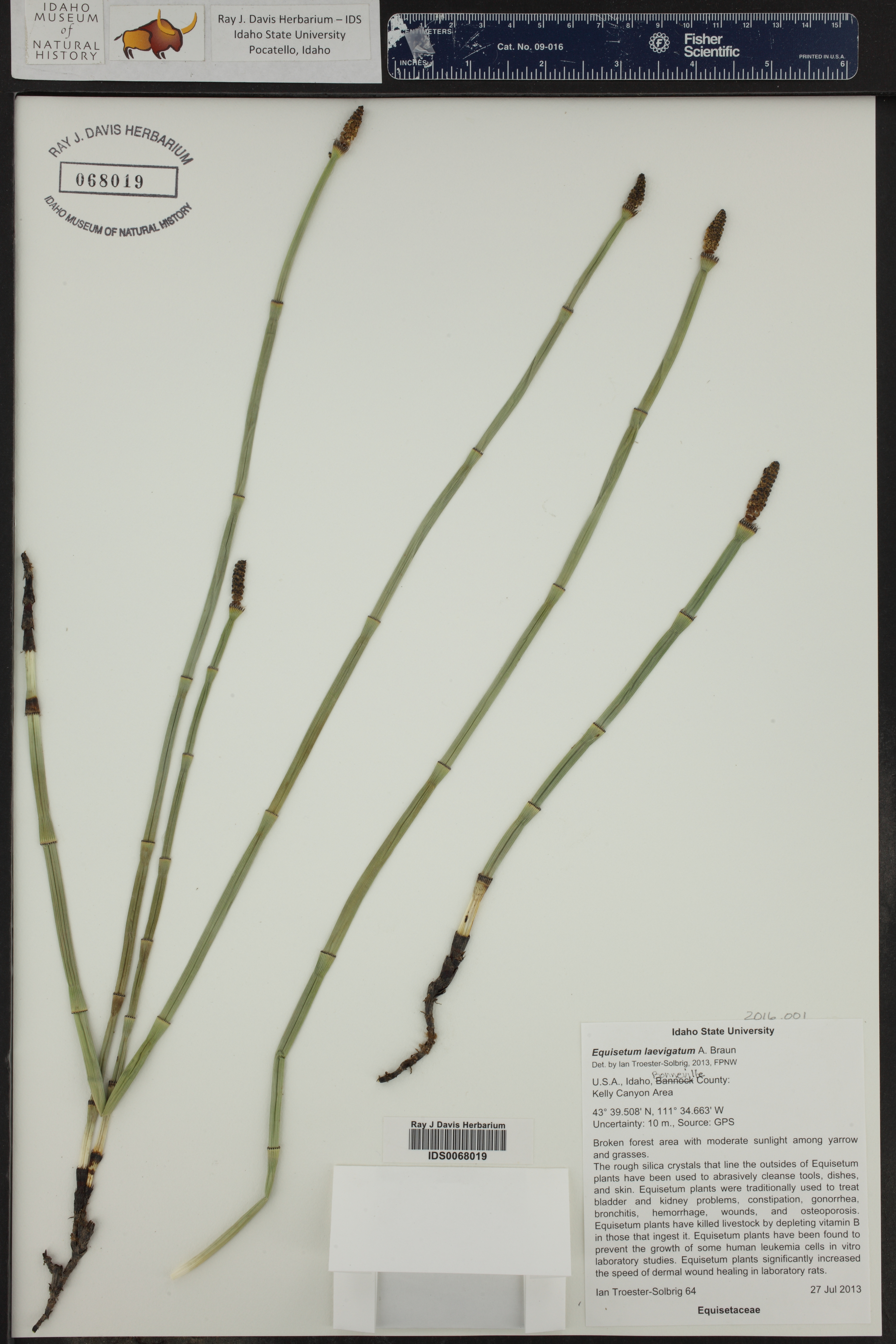 Equisetum laevigatum ()