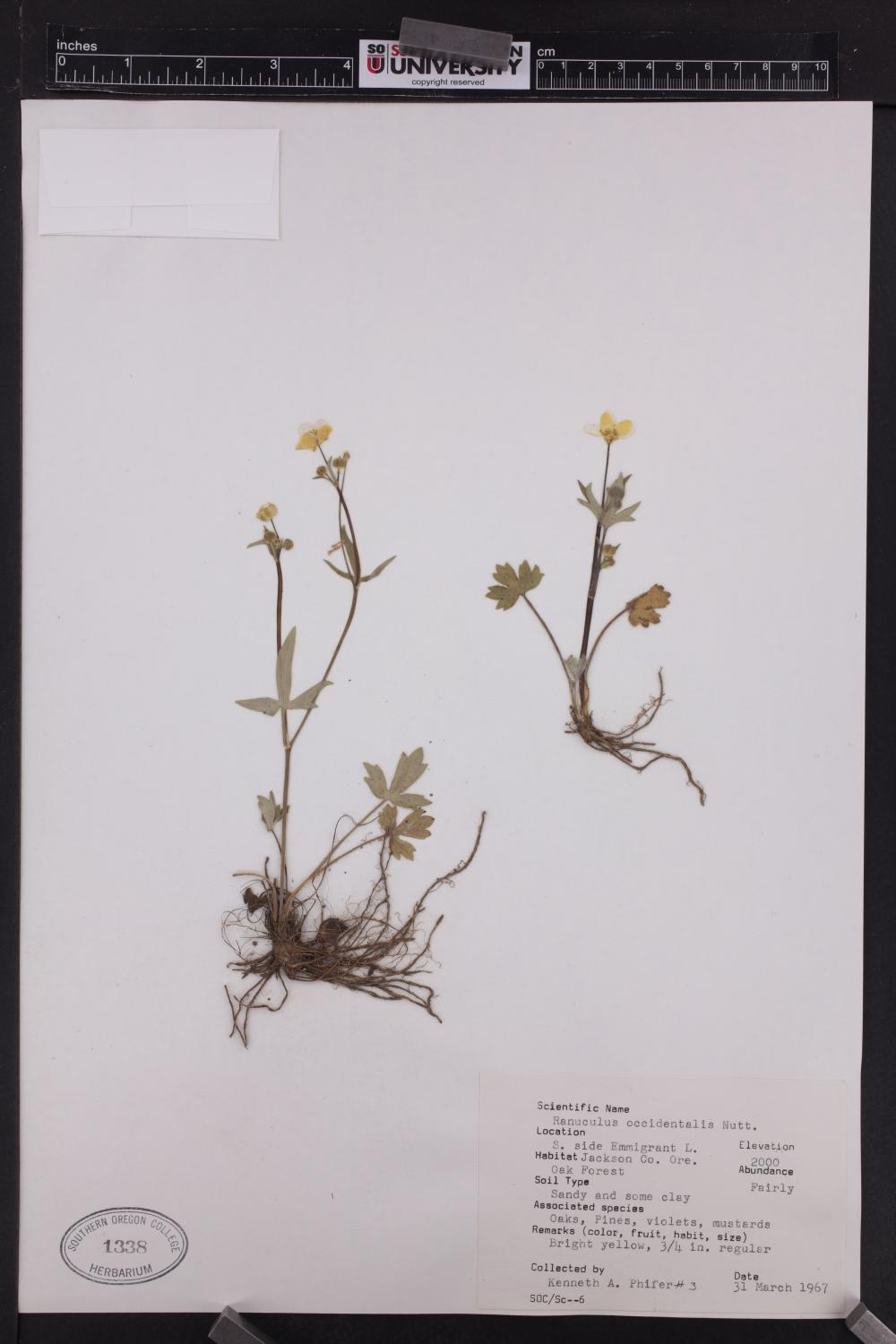 Ranunculus occidentalis image