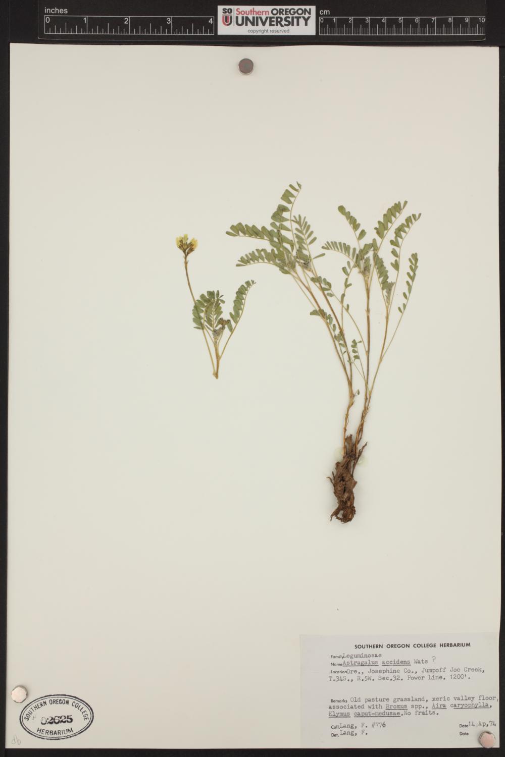 Astragalus accidens image