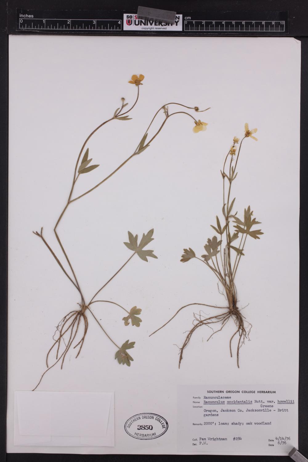 Ranunculus occidentalis var. howellii image