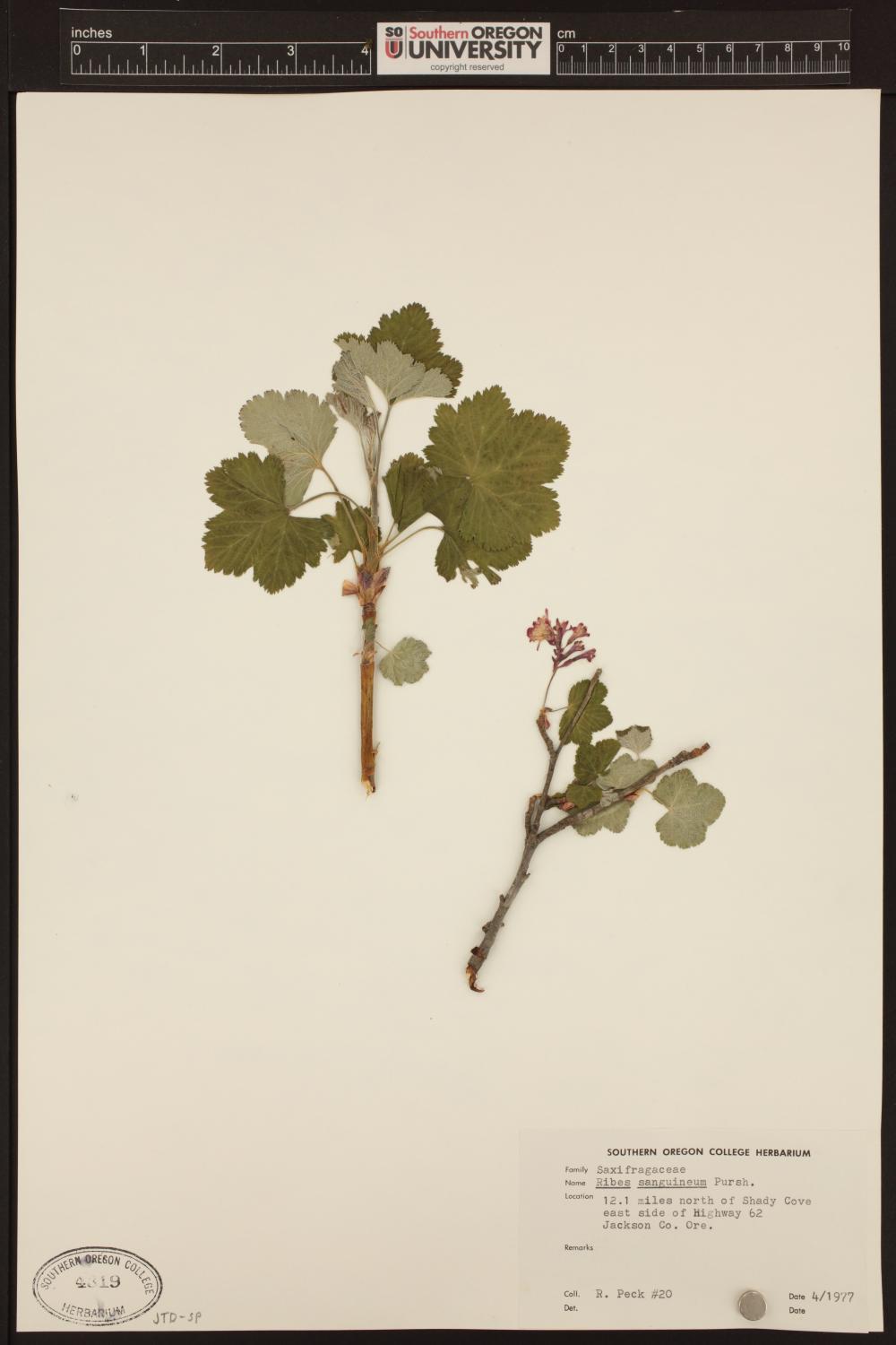 Ribes sanguineum var. glutinosum image