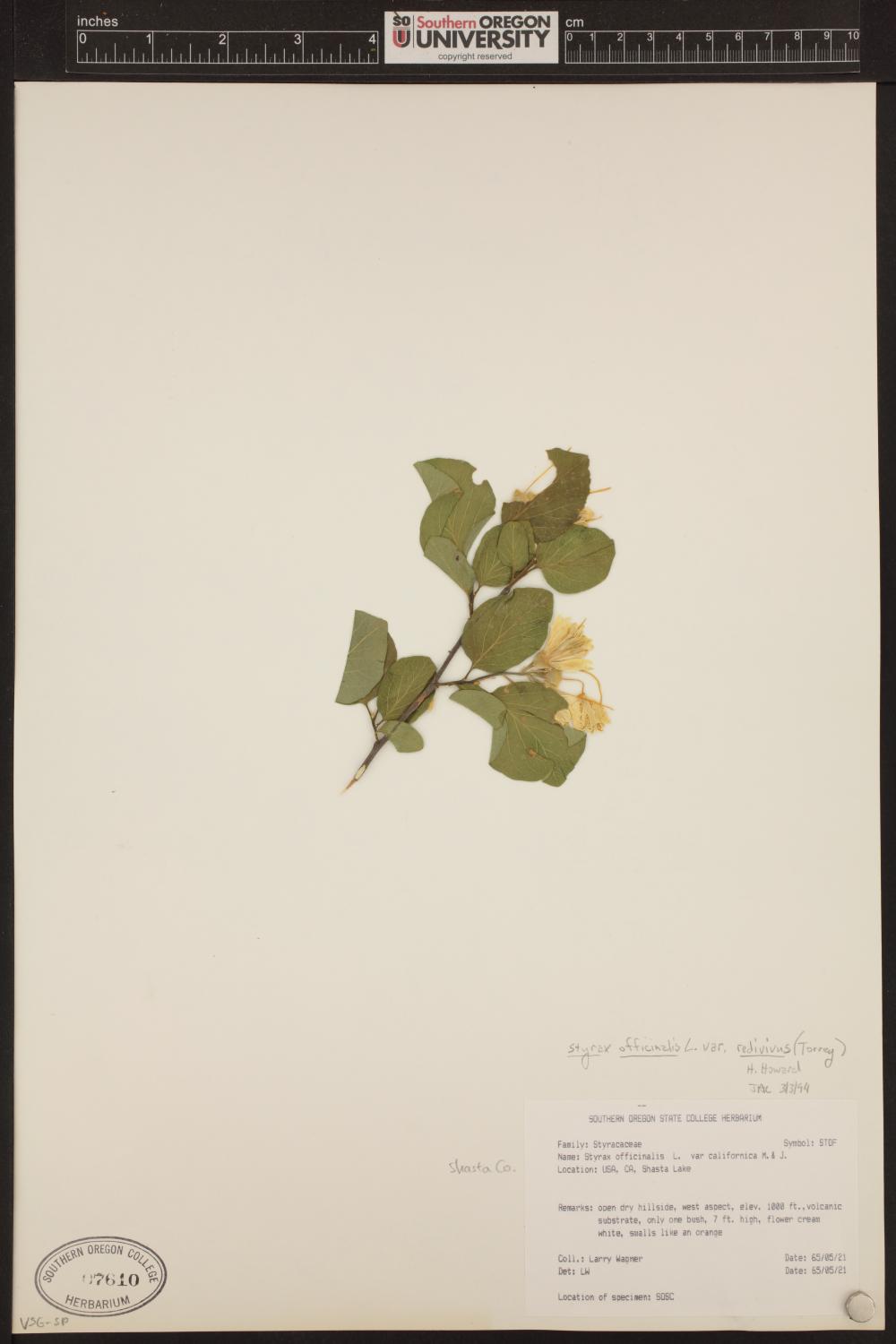 Styracaceae image