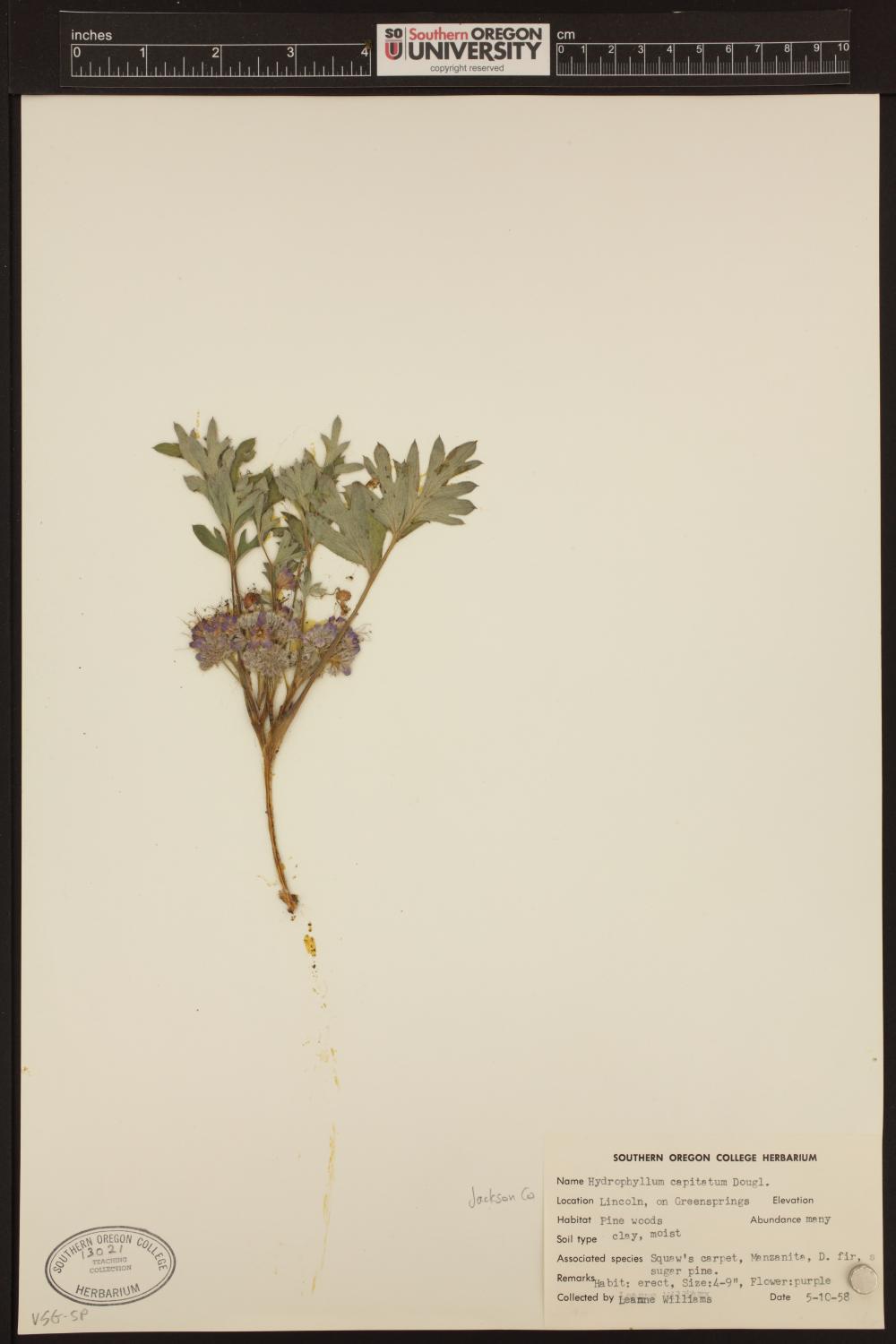 Hydrophyllum alpestre image