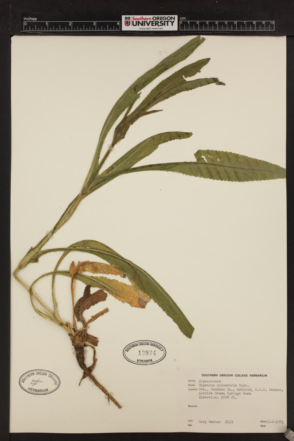 Dipsacaceae image