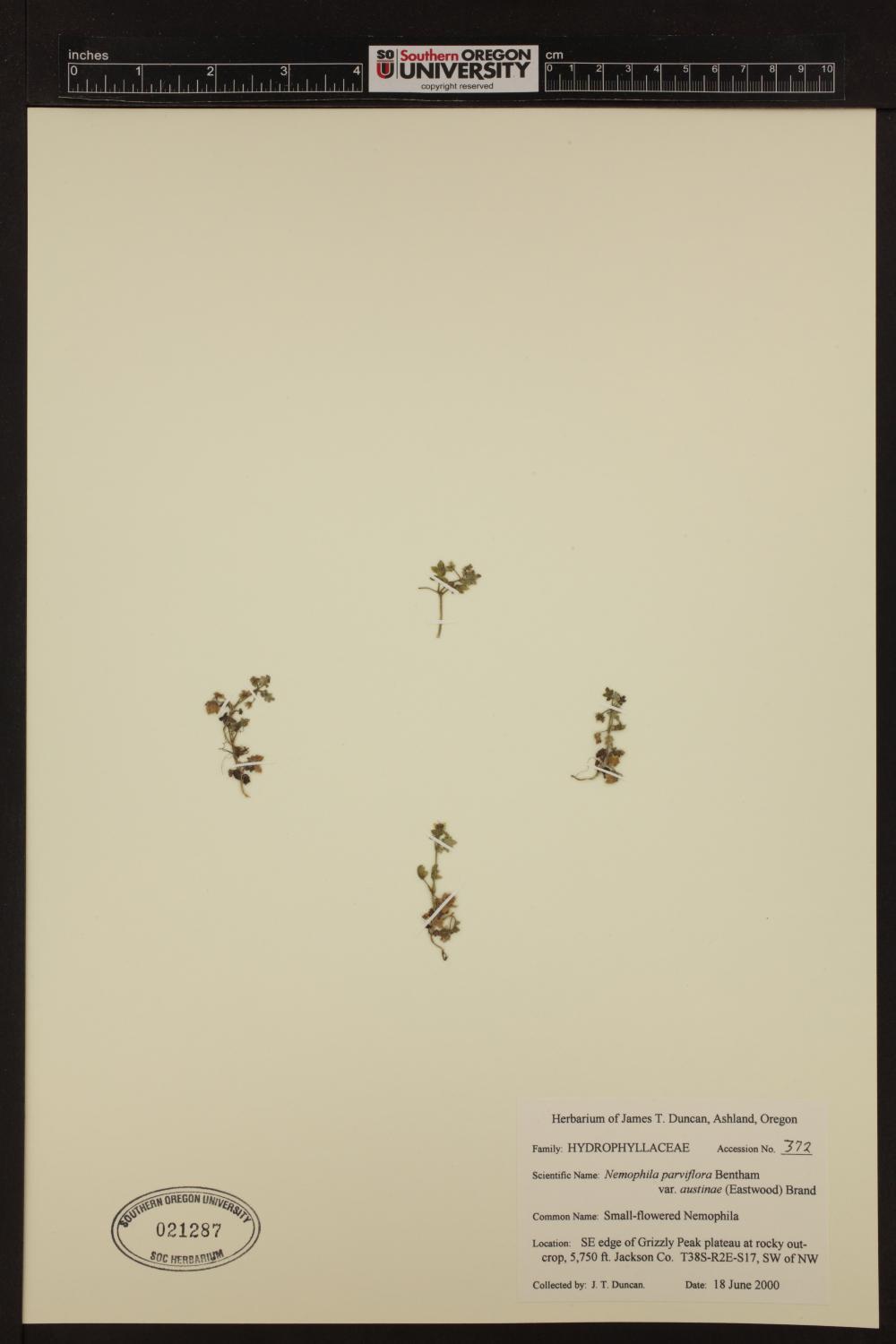 Nemophila parviflora var. austiniae image