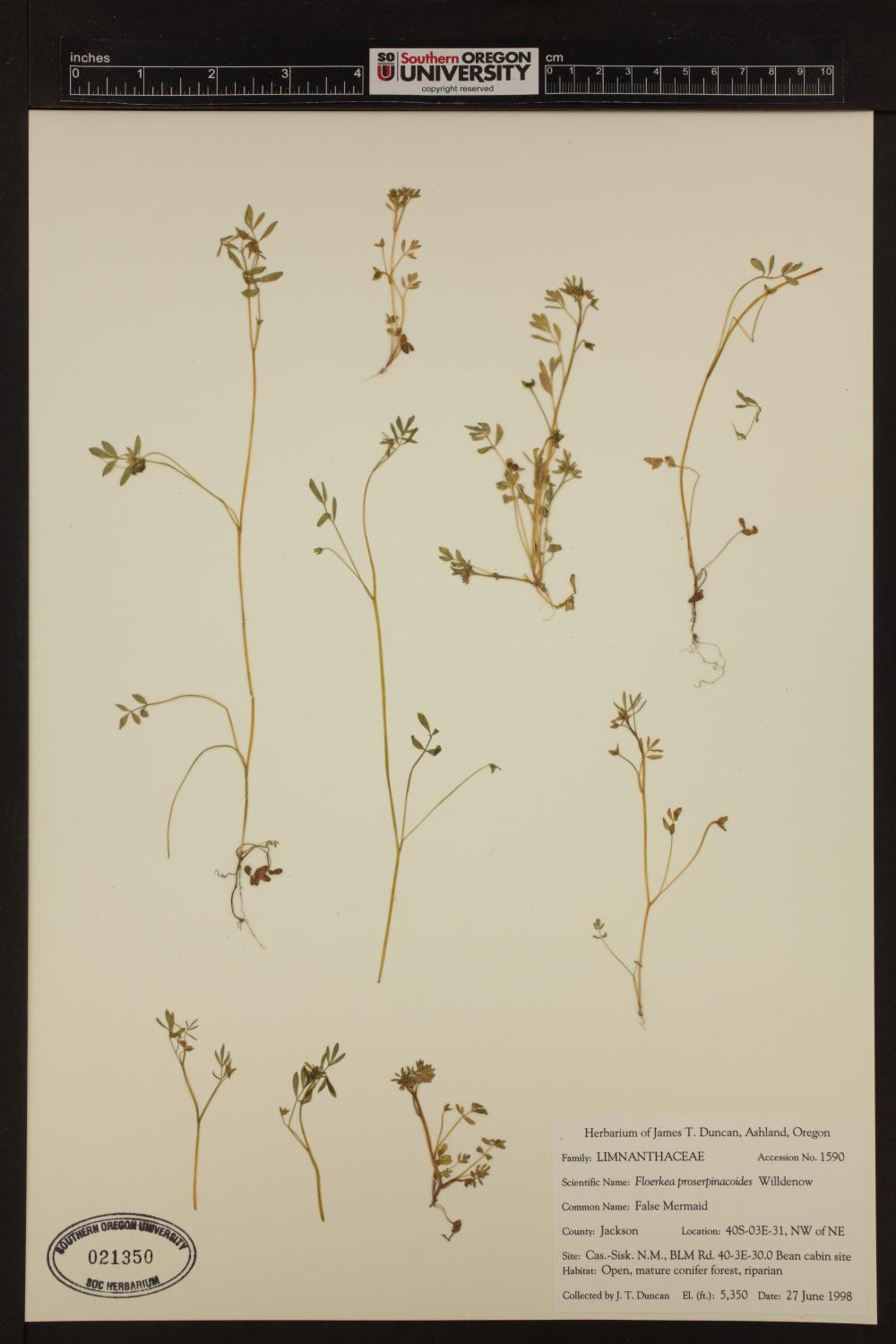 Limnanthaceae image
