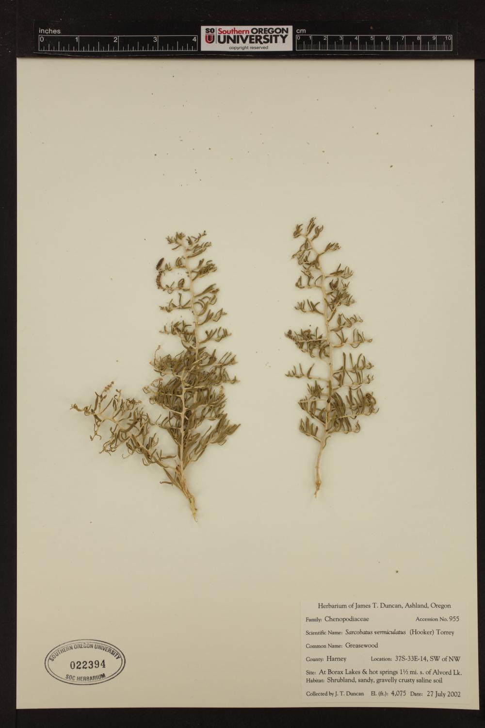Sarcobataceae image