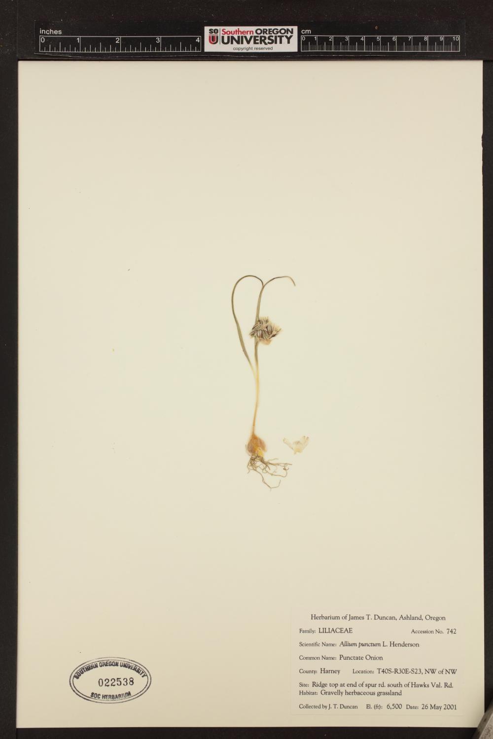 Allium punctum image