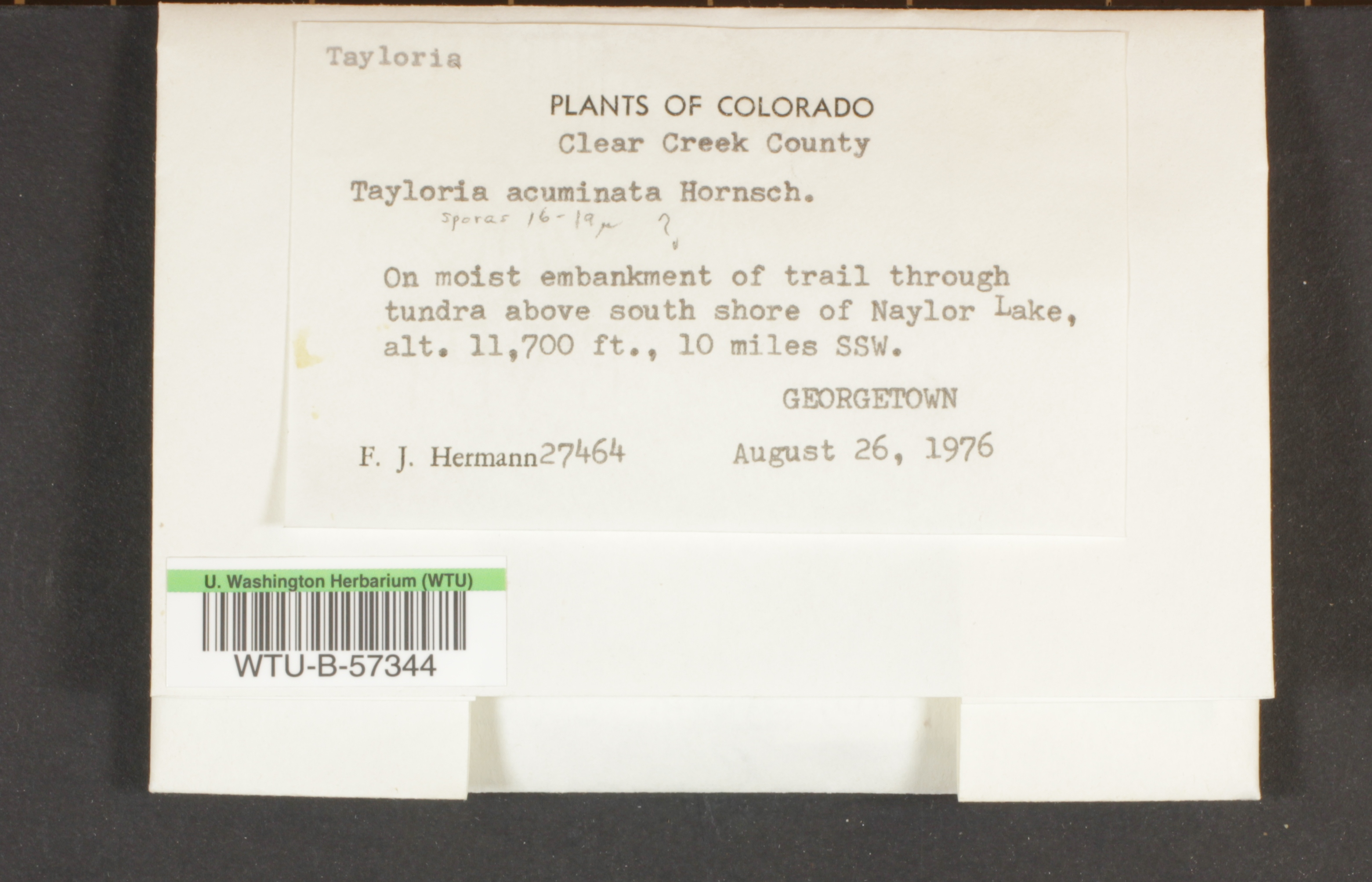 Tayloria acuminata image