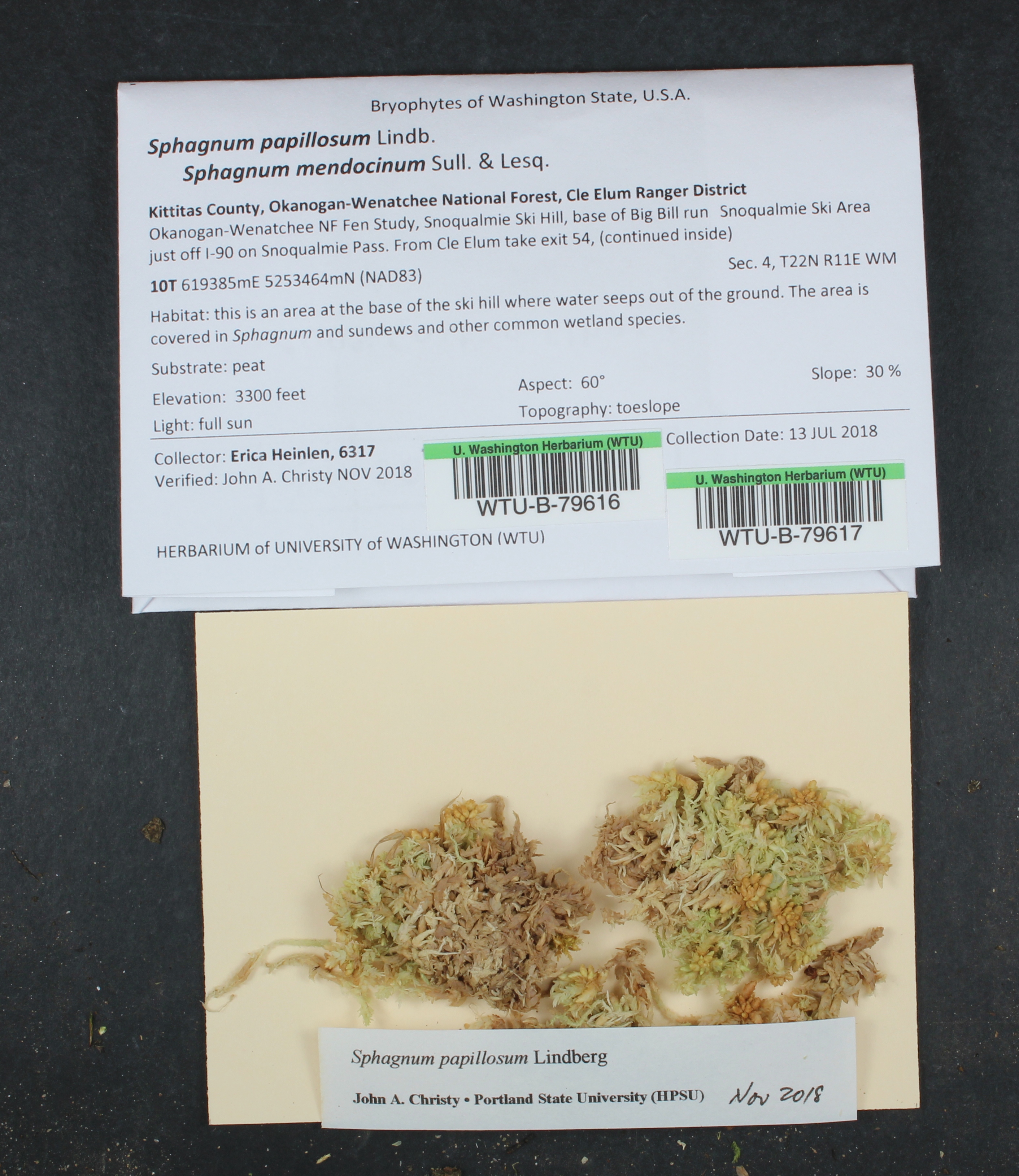 Sphagnum mendocinum image