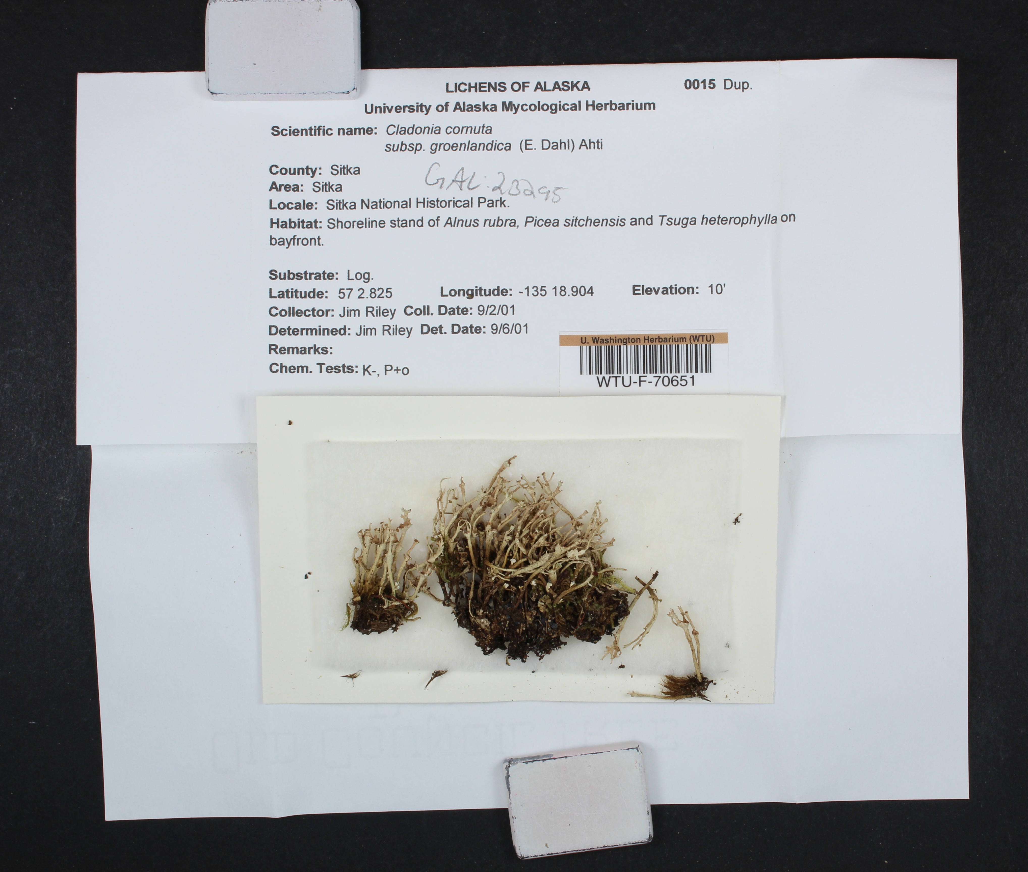 Cladonia cornuta subsp. groenlandica image